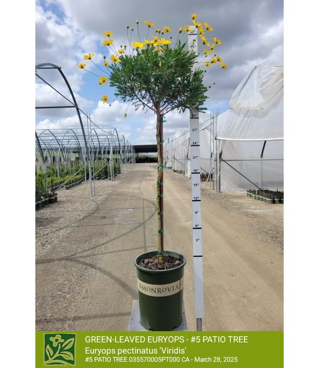 GREEN-LEAVED EURYOPS - PATIO TREE 5G
