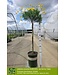 GREEN-LEAVED EURYOPS - PATIO TREE 5G