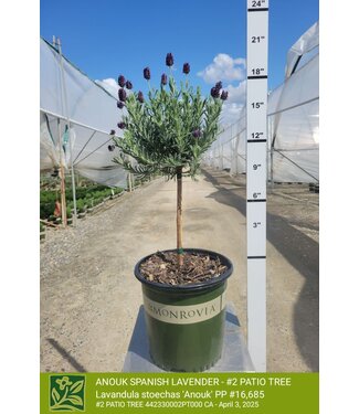ANOUK SPANISH LAVENDER - PATIO TREE 2G