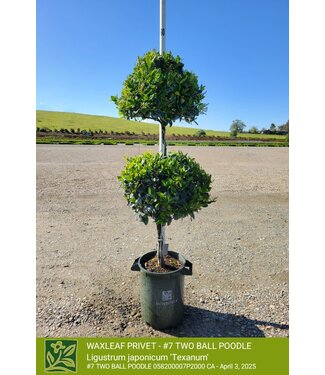 Ligustrum 'Waxleaf Privet' - Two Ball Poodle 7G