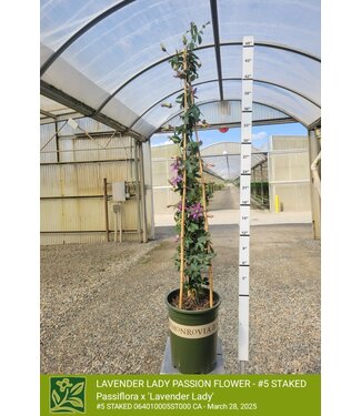 PASSIFLORA LAVENDER LADY PASSION FLOWER - STAKED 5G