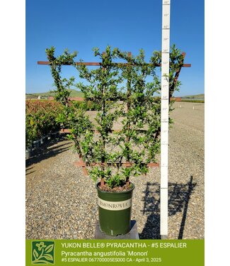 PYRACANTHA YUKON BELLE -  ESPALIER 5G