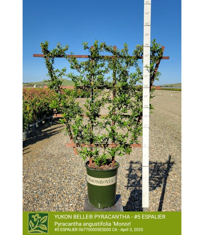 PYRACANTHA YUKON BELLE -  ESPALIER 5G