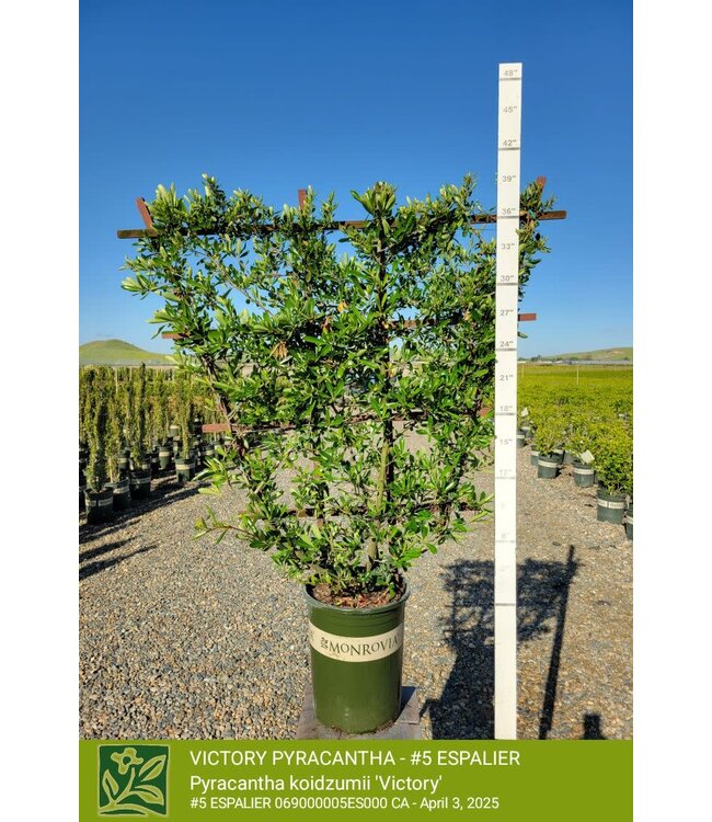 PYRACANTHA VICTORY - ESPALIER 5G