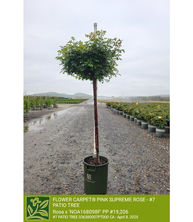ROSE FLOWER CARPET PINK SUPREME - PATIO TREE 7G