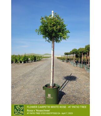 ROSE FLOWER CARPET WHITE  PATIO TREE 7G