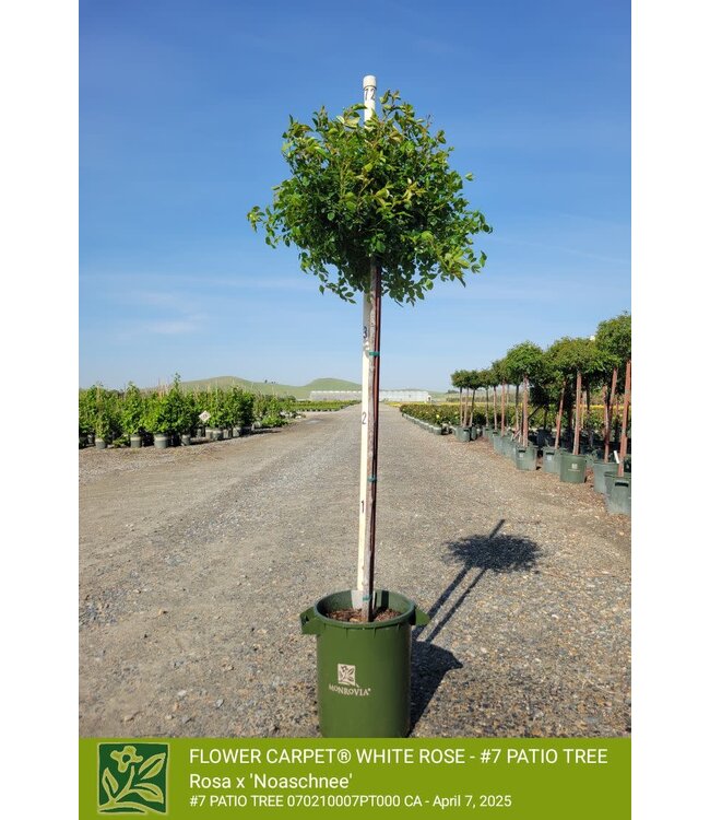 ROSE FLOWER CARPET WHITE  PATIO TREE 7G
