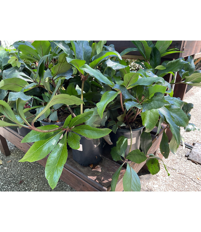 HELLEBORUS 'HGC PINK FROST' 1G