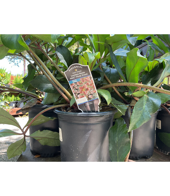 HELLEBORUS 'HGC PINK FROST' 1G