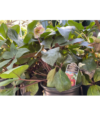 HELLEBORUS ICE N' ROSES R BRUNELLO 1G