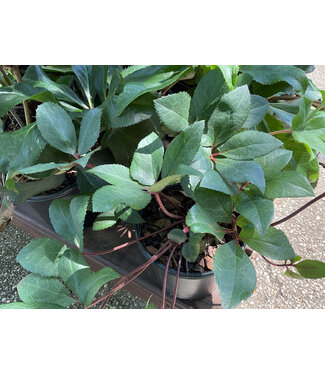 HELLEBORUS ICE N' ROSES R RED 1G
