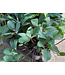 HELLEBORUS ICE N' ROSES R RED 1G