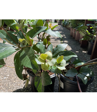 Helleborus Gold Collection R Merlin 1G