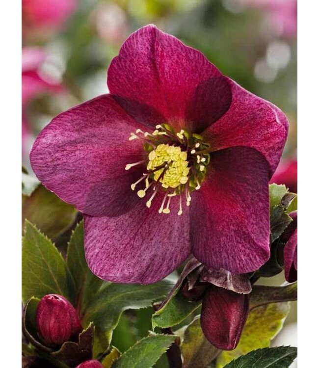 HELLEBORUS ICE N' ROSES R RED 1G