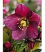 HELLEBORUS ICE N' ROSES R RED 1G