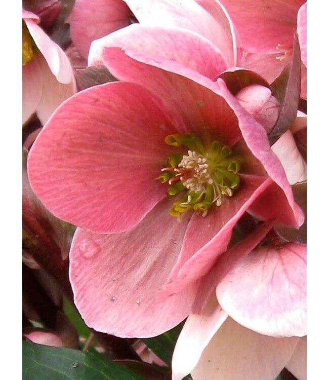 HELLEBORUS 'HGC PINK FROST' 1G