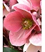 HELLEBORUS 'HGC PINK FROST' 1G