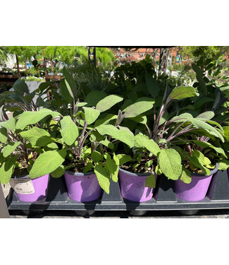 Herb - Sage, Purple 3½" [12.3 fl oz]