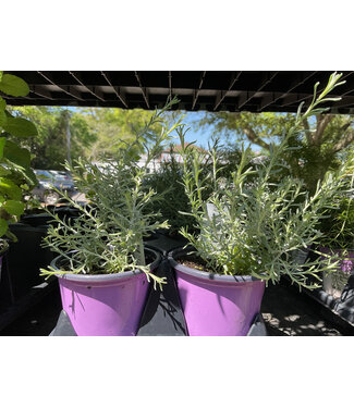 Herb - Curry, Dwarf 3½" [12.3 fl oz]