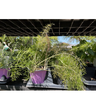 Herb - Fennel  Rubra 3.5"