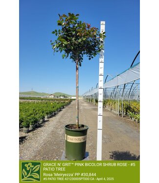 ROSE GRACE N' GRIT PINK BICOLOR SHRUB - PATIO TREE 5G
