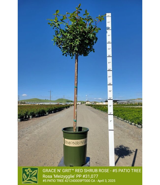 ROSE GRACE N' GRIT RED SHRUB  -  PATIO TREE 5G