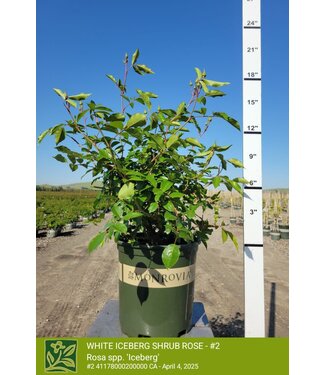 ROSE - WHITE ICEBERG SHRUB  2G