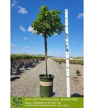 ROSE NITTY GRITTY PEACH - PATIO TREE 5G