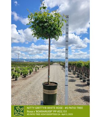 ROSE NITTY GRITTY WHITE PATIO TREE 5G