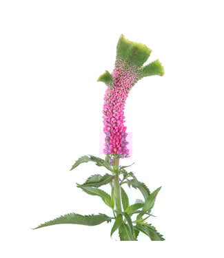 FCS - Veronica Pink Smart Alien single stem