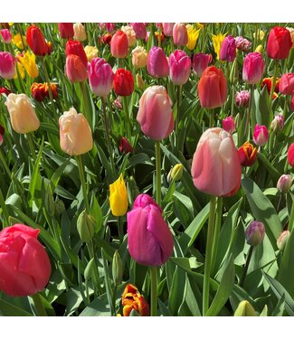 FCS Tulips Asst. Single Stem