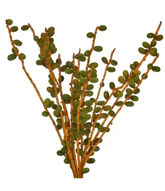 FCS Date Berries Green Bunch