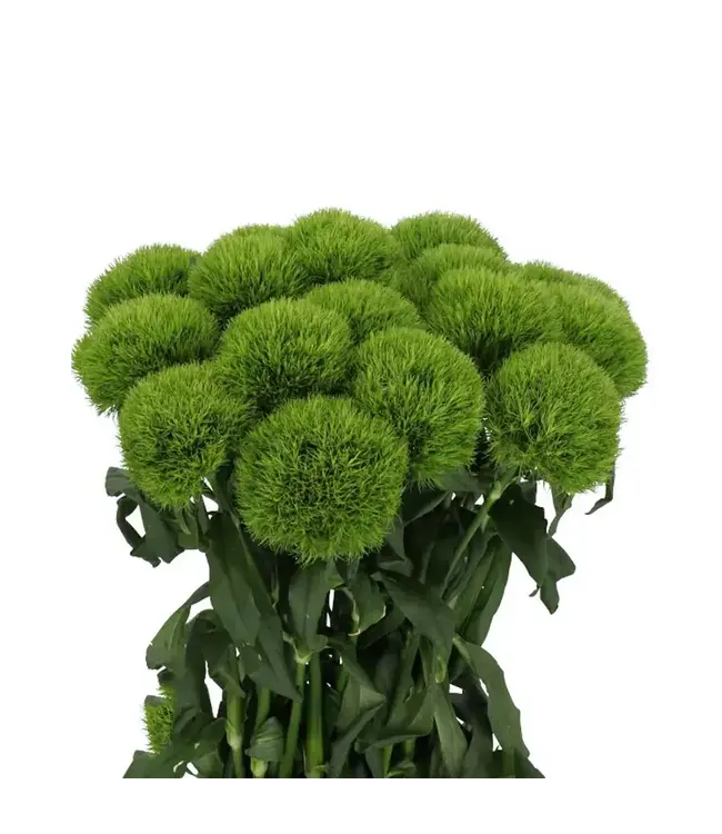 FCS Dianthus Green Barbatus Kiwi Boom