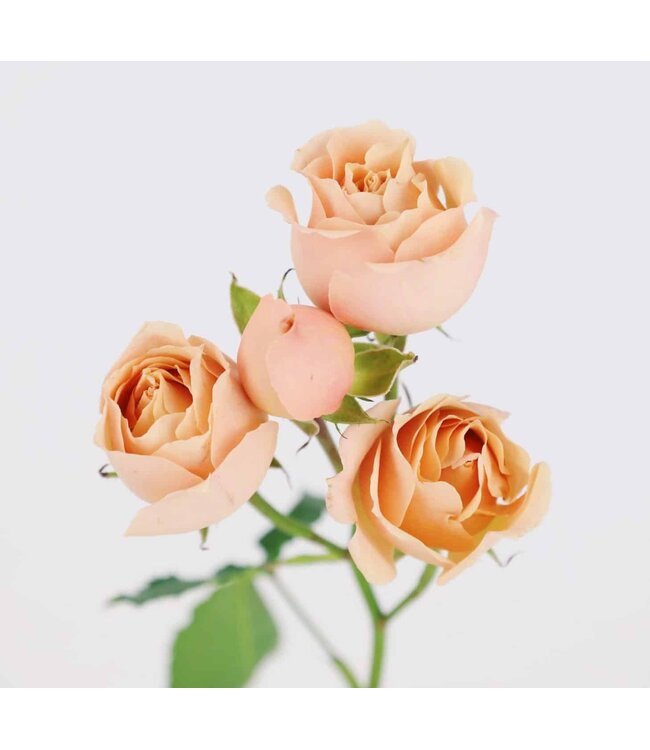 FCS Garden Spray Rose Asst.  Bunch