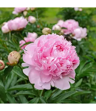 FCS Peony  Pink DUTCH Pecher 40cm - Sarah Bernhardt