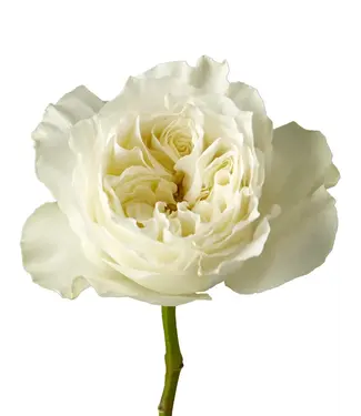 FCS Garden Rose White Mayra