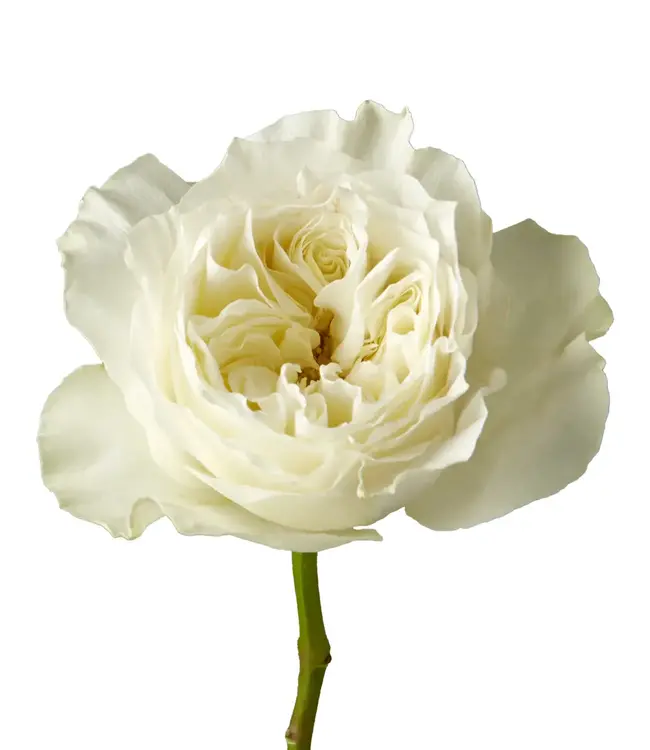 FCS Garden Rose White Mayra Single