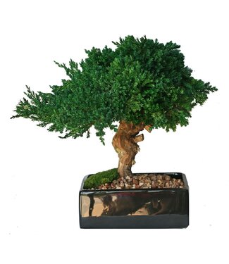 Monterey Single Bonsai - 8" Black Round