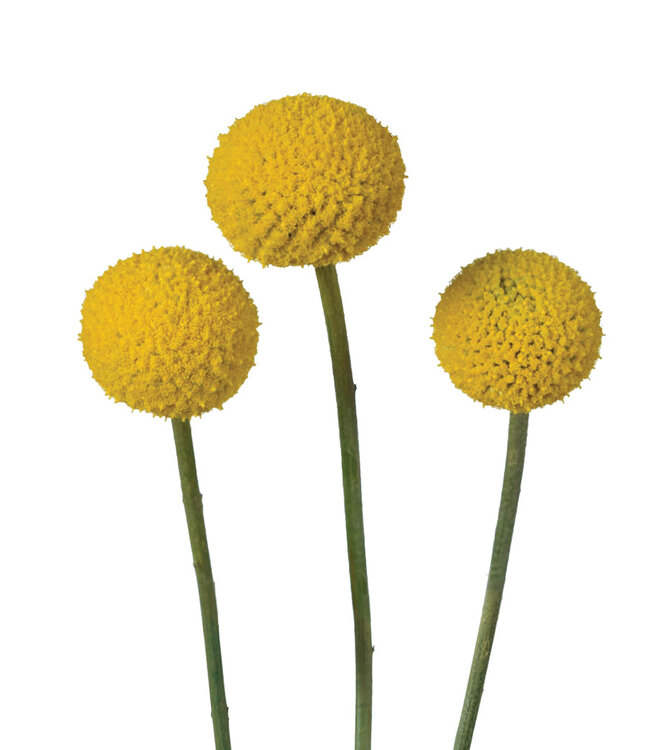 FCS Craspedia Yellow Pop Single