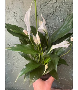 Peace Lily 4"