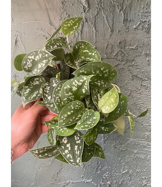 Pothos Silver Satin 6"