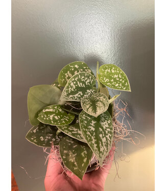 Pothos Silver Satin 4"