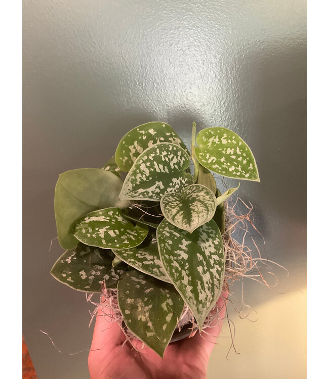 Pothos Silver Satin 4"