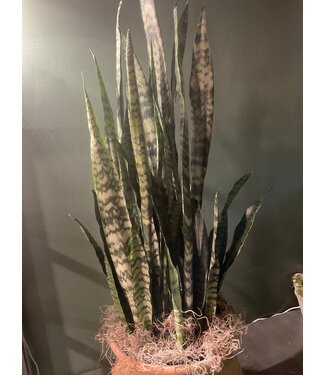 Sanseveria Snake Plant 8" MIL tongue
