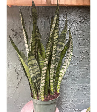 Sanseveria Snake Plant 6"