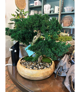 Triple Monterey Bonsai - 13" Round Natural