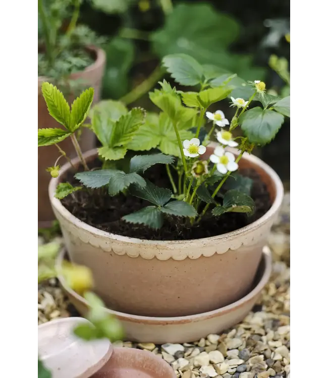 Helena RAW Rosa, Low Set 21cm