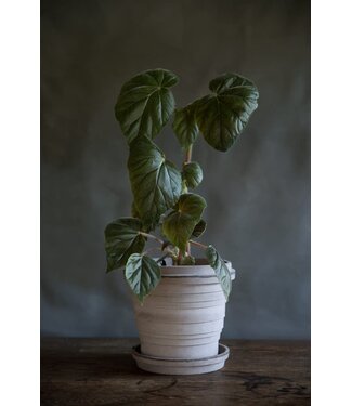 Berg Planet Raw Grey Set 16cm