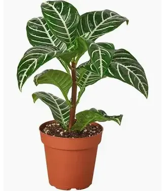 Aphelandra Zebra Plant 6"