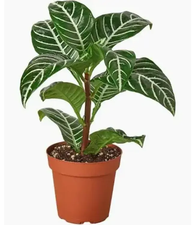 Aphelandra Zebra Plant 6"